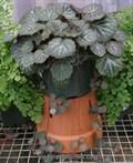 Creeping Saxifrage